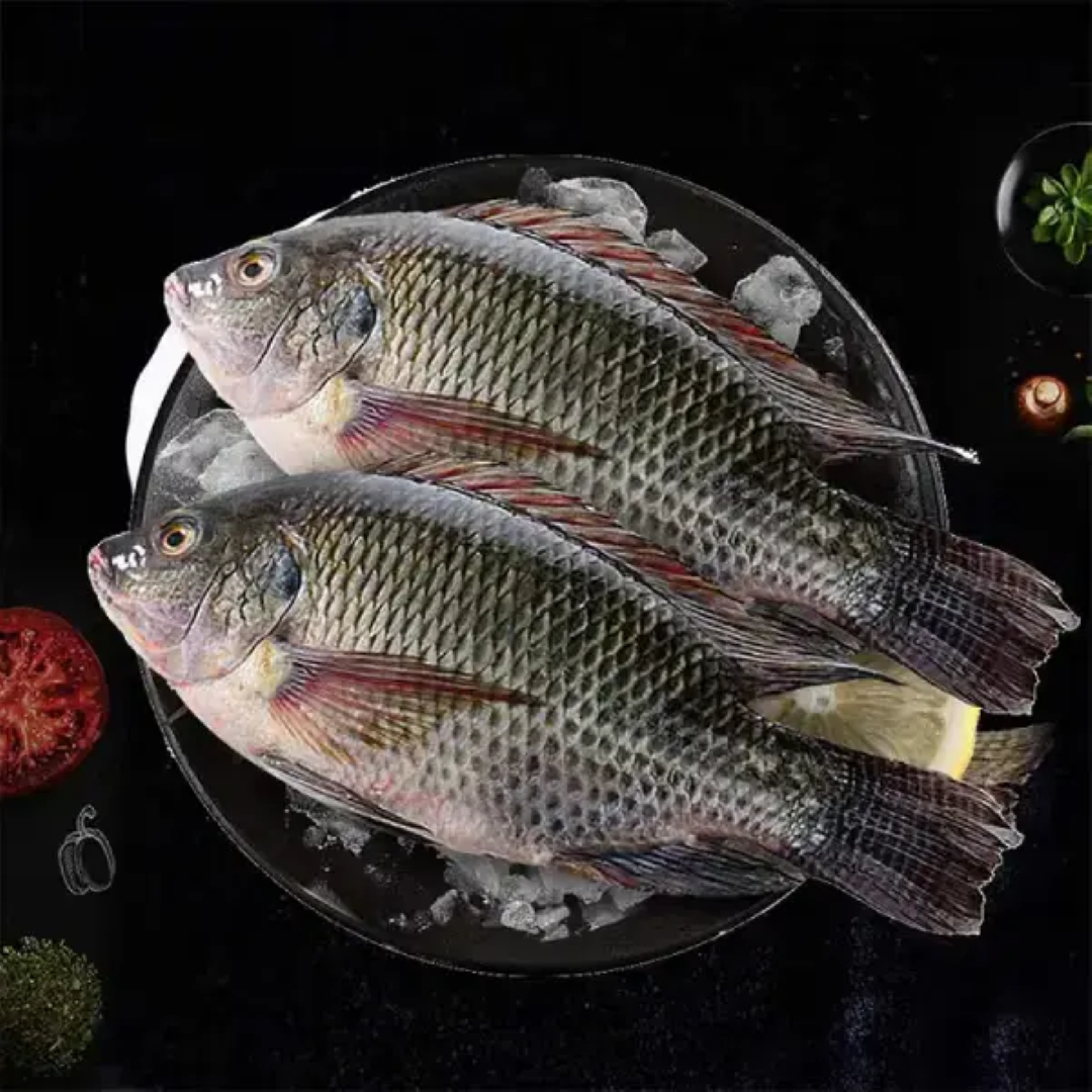 MBL WHOLE TILAPIA